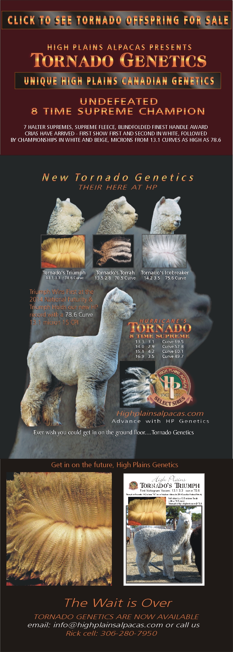 Tornado offspring for sale, Unique High Plains Canadian Genetics, Undefeated 8 times Supreme Champion