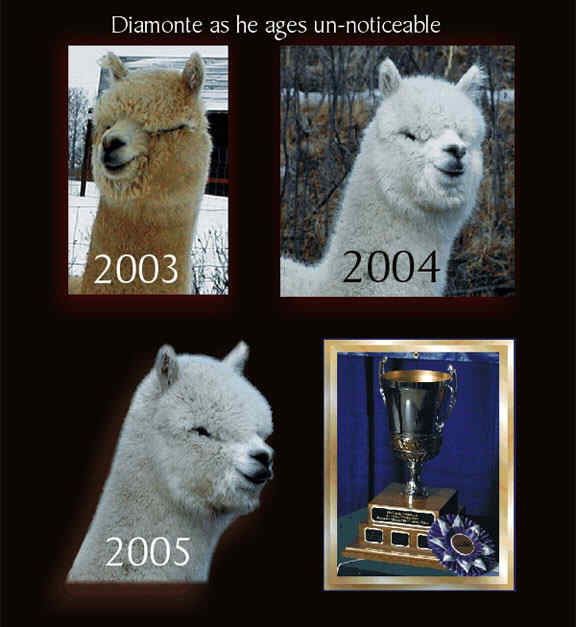 High Plains Alpacas - Diamonte Herdsire
