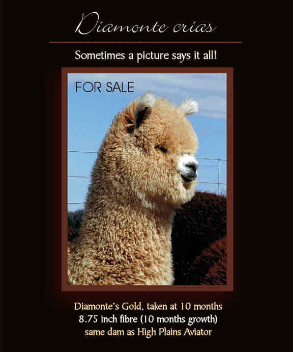 High Plains Alpacas - Diamonte Herdsire