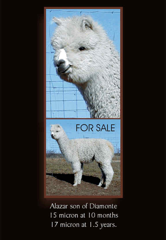 High Plains Alpacas - Diamonte Herdsire